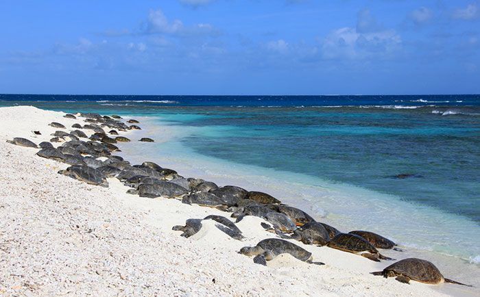Les tortues reviennent à Indian Beach pour la première fois en 20 ans après le plus grand nettoyage du monde. Les tortues reviennent à Indian Beach pour la première fois en 20 ans après le plus grand nettoyage du monde.