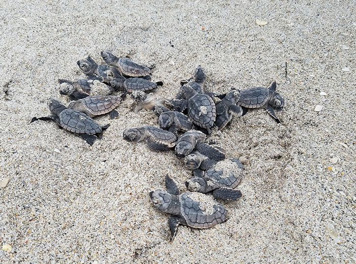 Les tortues reviennent à Indian Beach pour la première fois en 20 ans après le plus grand nettoyage du monde. Les tortues reviennent à Indian Beach pour la première fois en 20 ans après le plus grand nettoyage du monde.