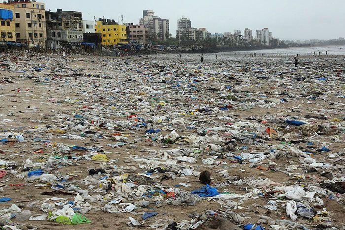 Les tortues reviennent à Indian Beach pour la première fois en 20 ans après le plus grand nettoyage du monde. Les tortues reviennent à Indian Beach pour la première fois en 20 ans après le plus grand nettoyage du monde.