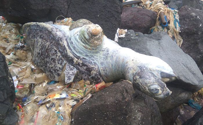 Les tortues reviennent à Indian Beach pour la première fois en 20 ans après le plus grand nettoyage du monde. Les tortues reviennent à Indian Beach pour la première fois en 20 ans après le plus grand nettoyage du monde.