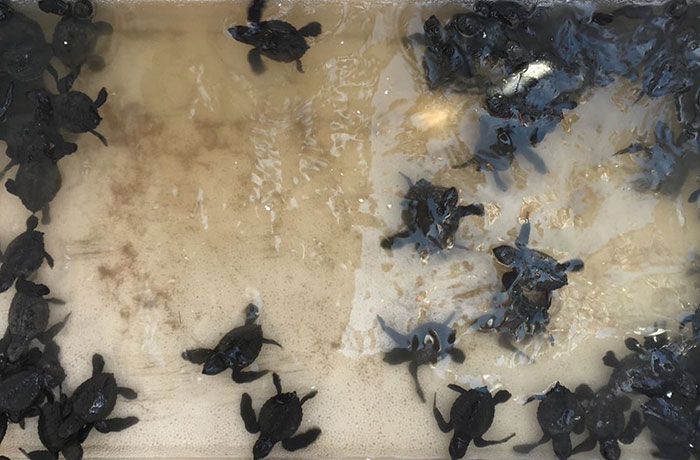 Les tortues reviennent à Indian Beach pour la première fois en 20 ans après le plus grand nettoyage du monde. Les tortues reviennent à Indian Beach pour la première fois en 20 ans après le plus grand nettoyage du monde.