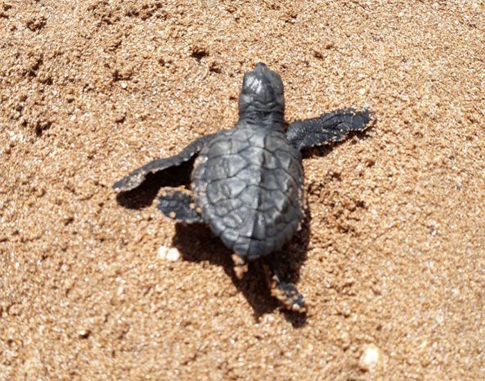 Les tortues reviennent à Indian Beach pour la première fois en 20 ans après le plus grand nettoyage du monde. Les tortues reviennent à Indian Beach pour la première fois en 20 ans après le plus grand nettoyage du monde.
