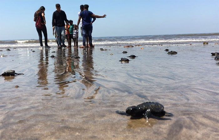 Les tortues reviennent à Indian Beach pour la première fois en 20 ans après le plus grand nettoyage du monde. Les tortues reviennent à Indian Beach pour la première fois en 20 ans après le plus grand nettoyage du monde.
