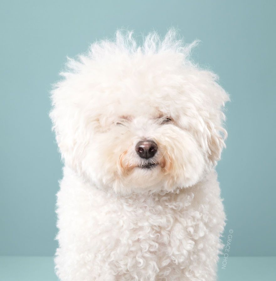 7 chiens avant et après leurs coupes 7 chiens avant et après leurs coupes
