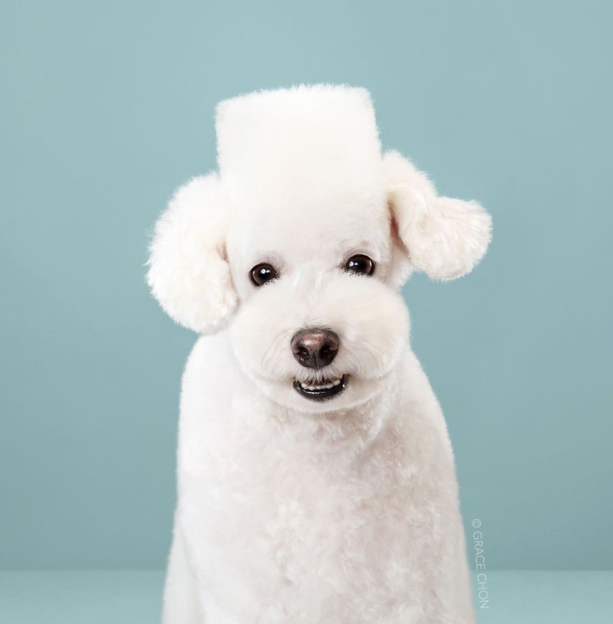 7 chiens avant et après leurs coupes 7 chiens avant et après leurs coupes