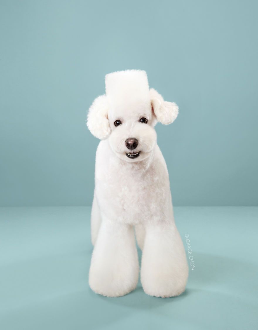 7 chiens avant et après leurs coupes 7 chiens avant et après leurs coupes