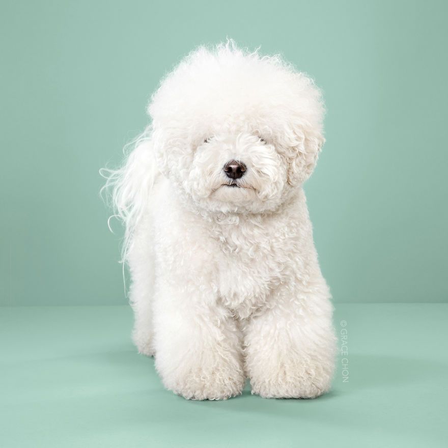 7 chiens avant et après leurs coupes 7 chiens avant et après leurs coupes