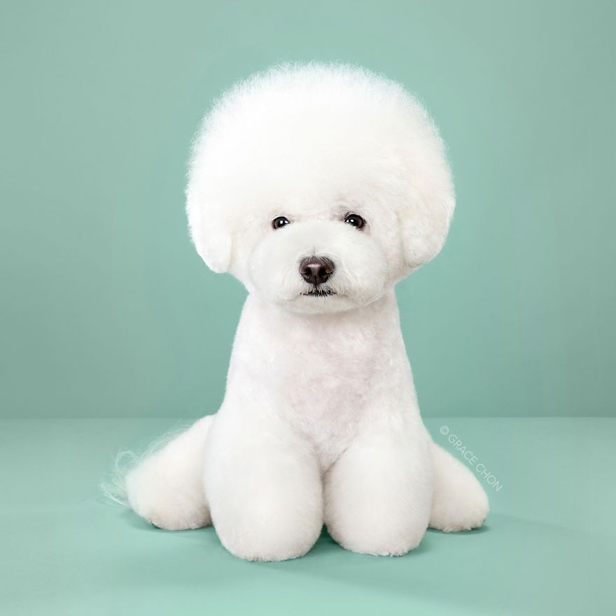 7 chiens avant et après leurs coupes 7 chiens avant et après leurs coupes