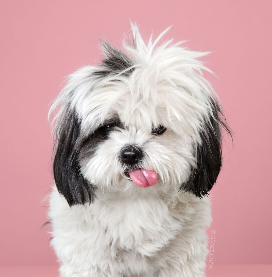 7 chiens avant et après leurs coupes 7 chiens avant et après leurs coupes
