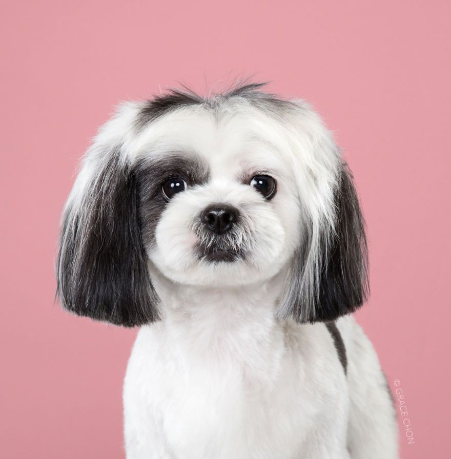 7 chiens avant et après leurs coupes 7 chiens avant et après leurs coupes