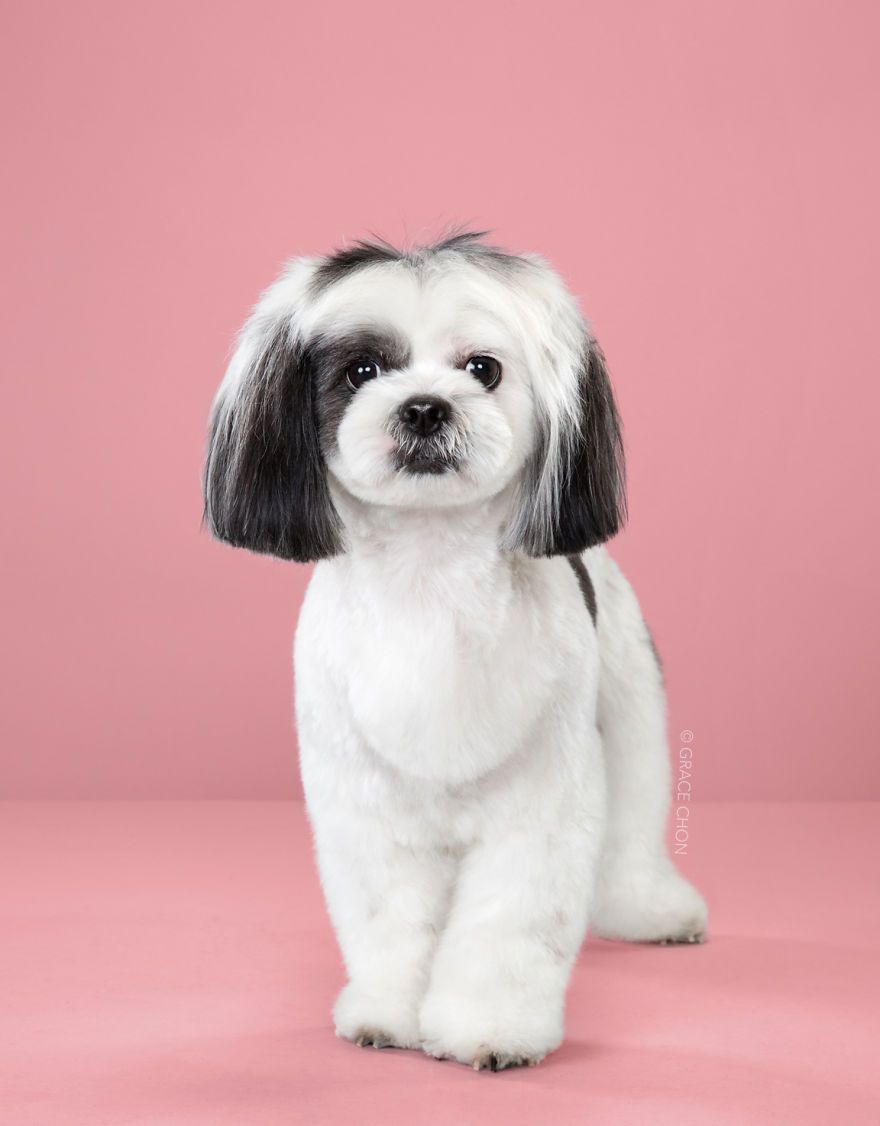 7 chiens avant et après leurs coupes 7 chiens avant et après leurs coupes