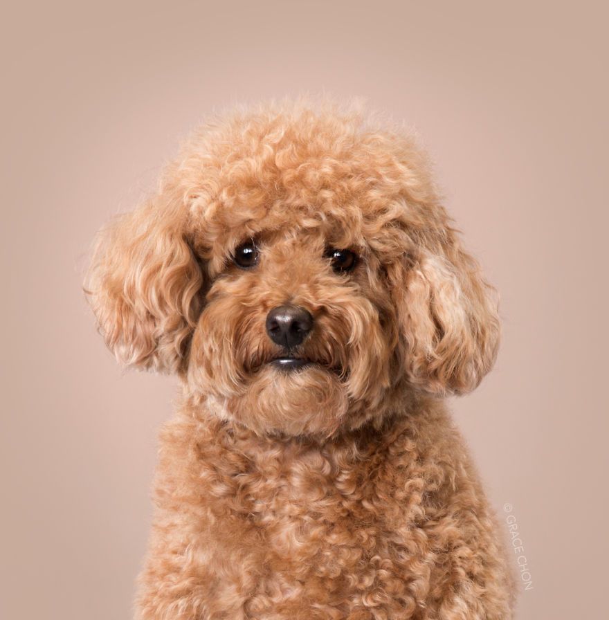 7 chiens avant et après leurs coupes 7 chiens avant et après leurs coupes