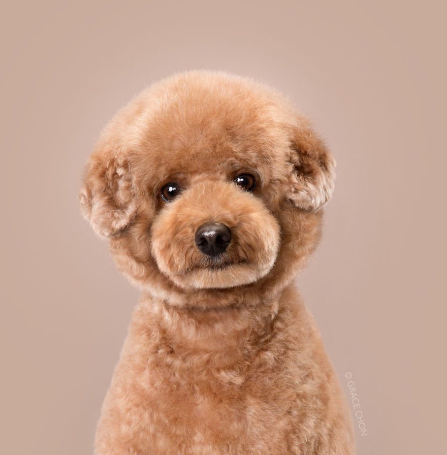 7 chiens avant et après leurs coupes 7 chiens avant et après leurs coupes