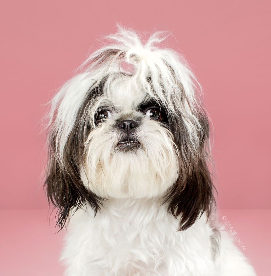 7 chiens avant et après leurs coupes 7 chiens avant et après leurs coupes