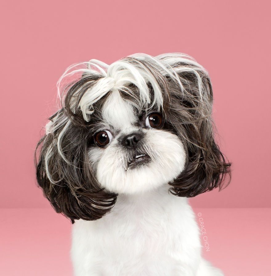 7 chiens avant et après leurs coupes 7 chiens avant et après leurs coupes