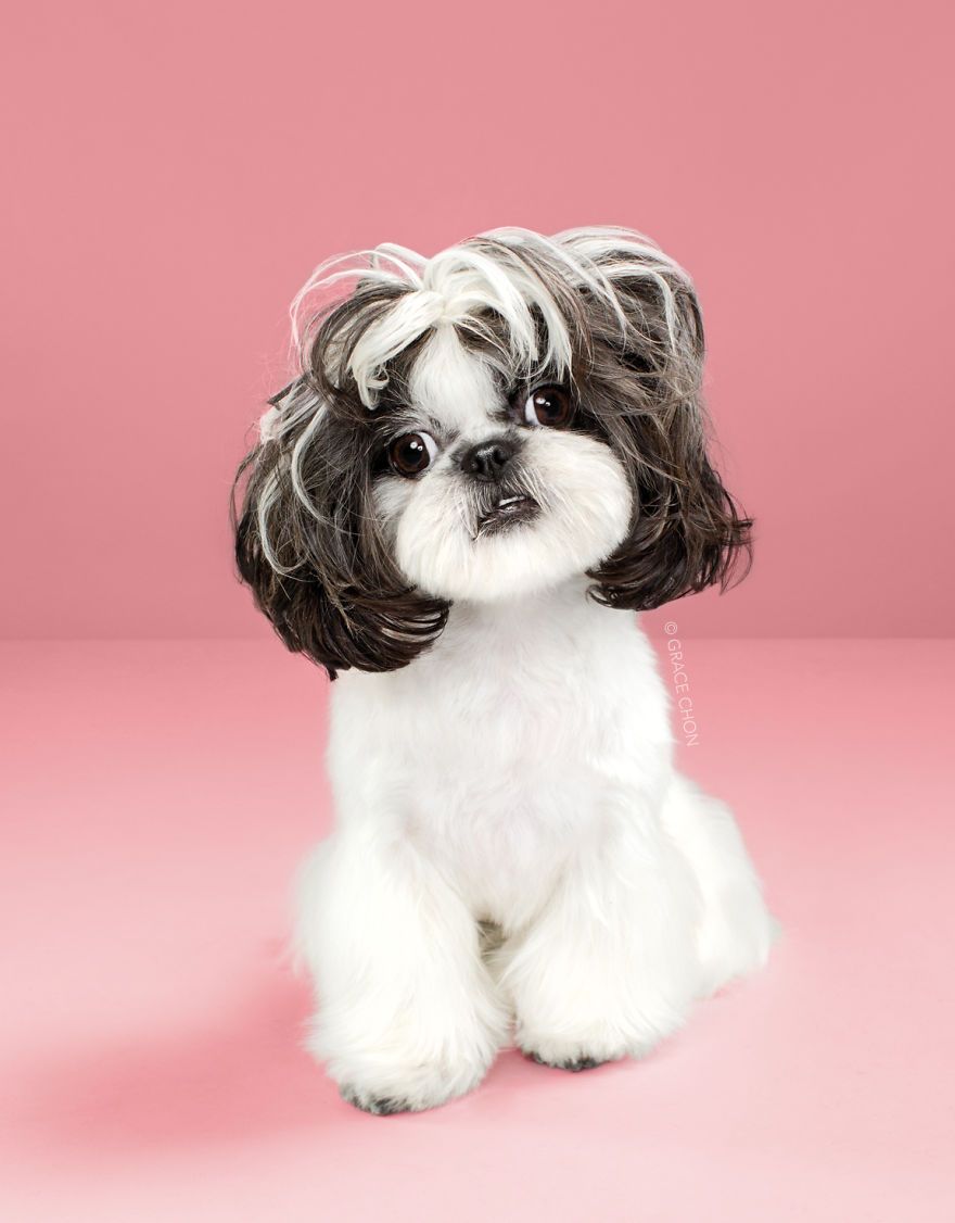 7 chiens avant et après leurs coupes 7 chiens avant et après leurs coupes