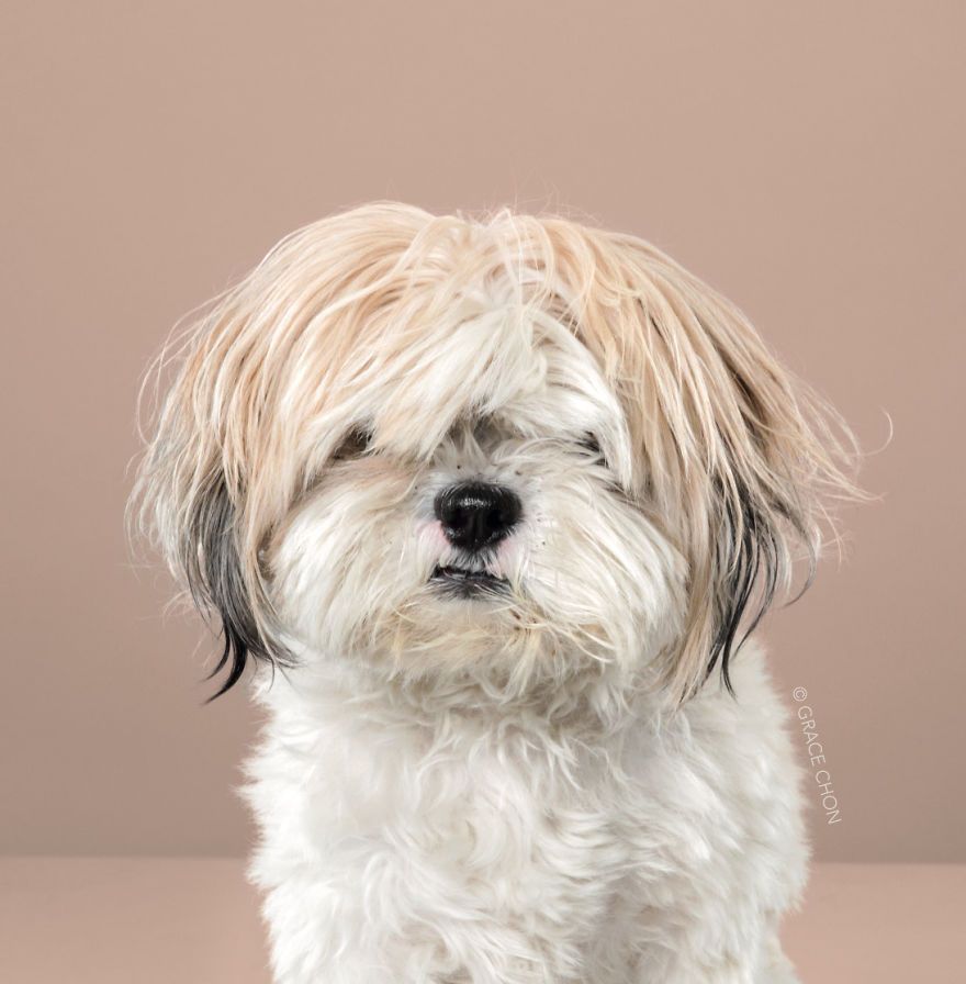 7 chiens avant et après leurs coupes 7 chiens avant et après leurs coupes