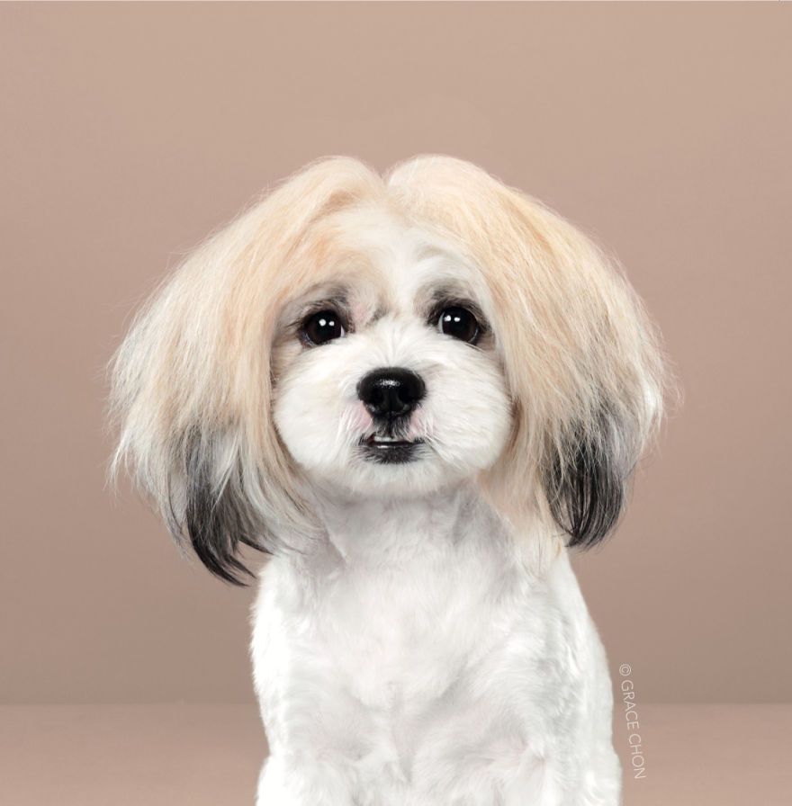 7 chiens avant et après leurs coupes 7 chiens avant et après leurs coupes