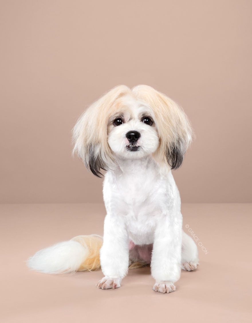 7 chiens avant et après leurs coupes 7 chiens avant et après leurs coupes