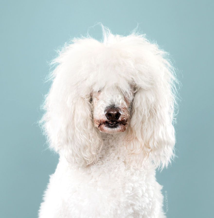 7 chiens avant et après leurs coupes 7 chiens avant et après leurs coupes