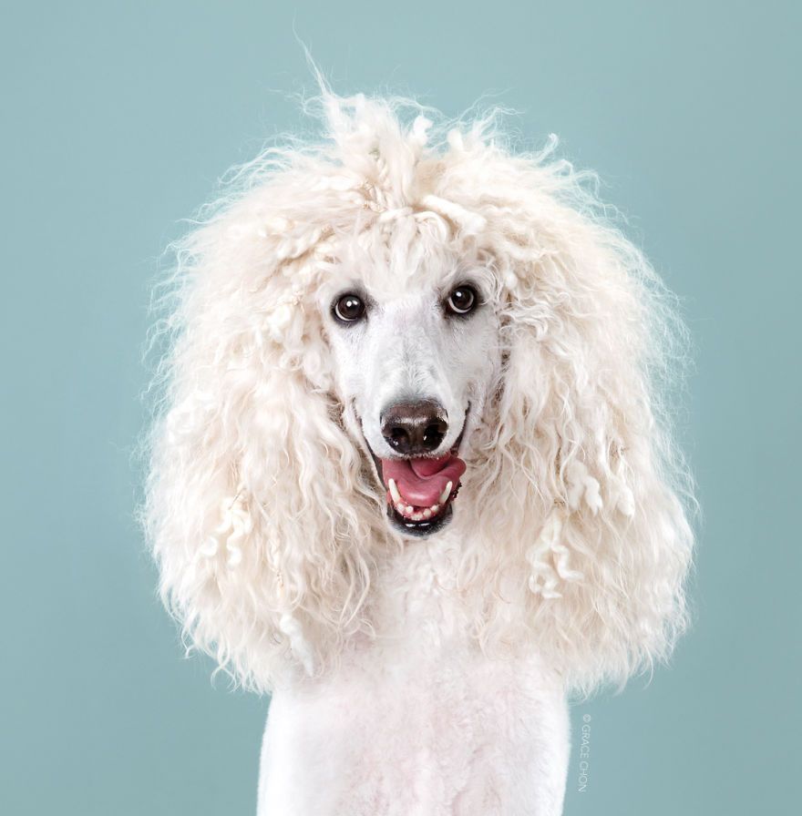 7 chiens avant et après leurs coupes 7 chiens avant et après leurs coupes