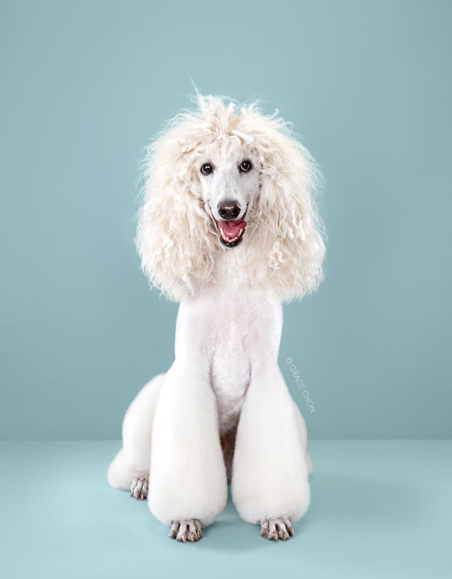 7 chiens avant et après leurs coupes 7 chiens avant et après leurs coupes