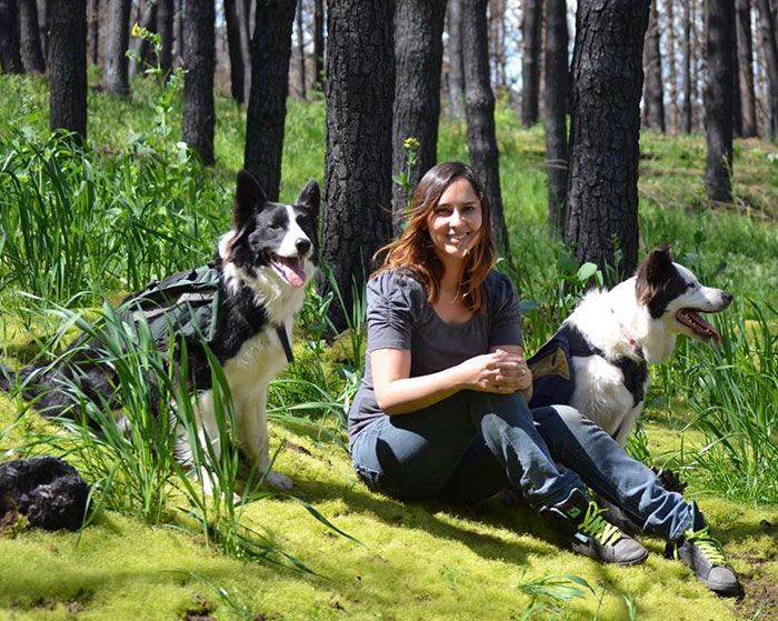 Le Chili trouve une façon géniale de restaurer les forêts brûlées, et tout ce dont ils ont besoin, c'est de 3 chiens Le Chili trouve une façon géniale de restaurer les forêts brûlées, et tout ce dont ils ont besoin, c'est de 3 chiens