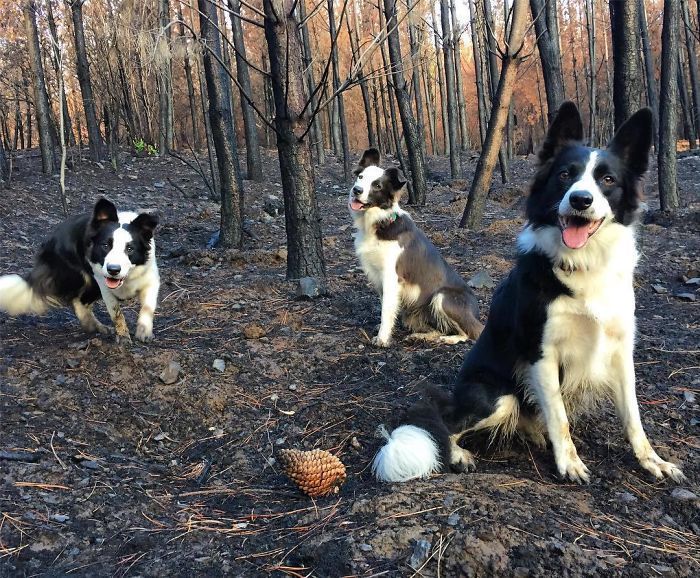 Le Chili trouve une façon géniale de restaurer les forêts brûlées, et tout ce dont ils ont besoin, c'est de 3 chiens Le Chili trouve une façon géniale de restaurer les forêts brûlées, et tout ce dont ils ont besoin, c'est de 3 chiens