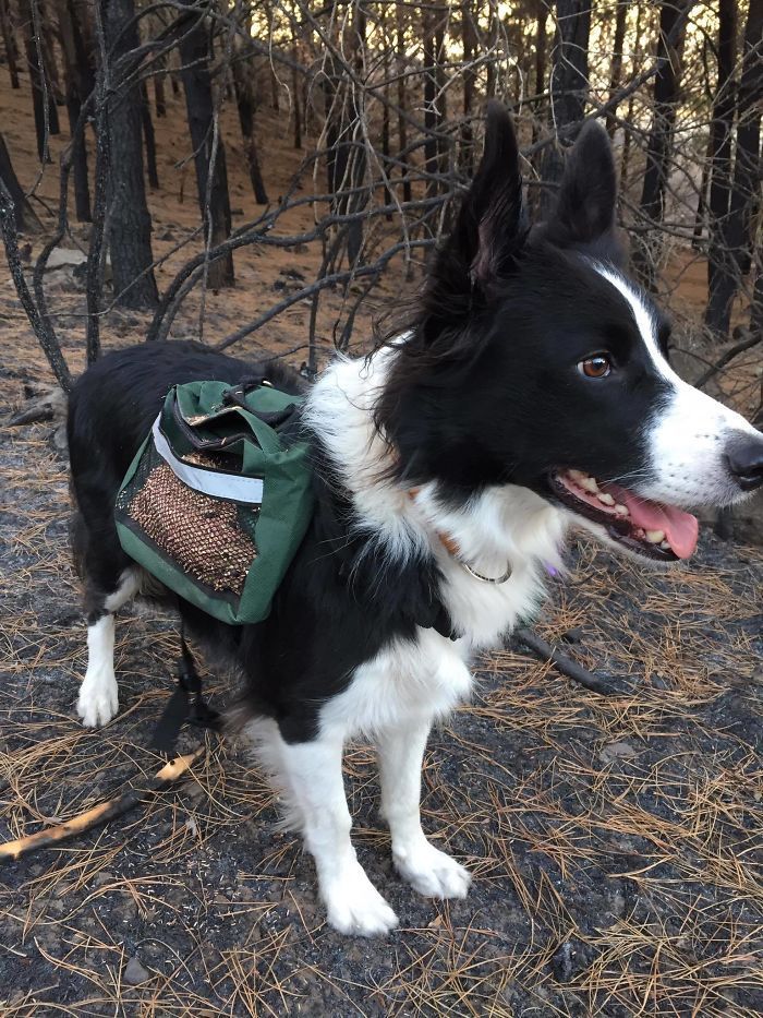Le Chili trouve une façon géniale de restaurer les forêts brûlées, et tout ce dont ils ont besoin, c'est de 3 chiens Le Chili trouve une façon géniale de restaurer les forêts brûlées, et tout ce dont ils ont besoin, c'est de 3 chiens