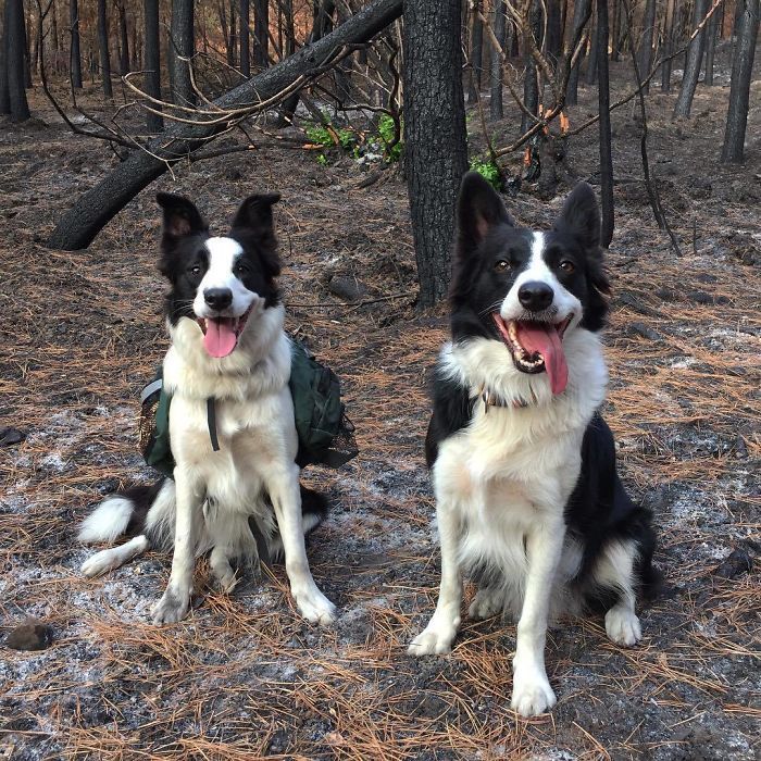 Le Chili trouve une façon géniale de restaurer les forêts brûlées, et tout ce dont ils ont besoin, c'est de 3 chiens Le Chili trouve une façon géniale de restaurer les forêts brûlées, et tout ce dont ils ont besoin, c'est de 3 chiens