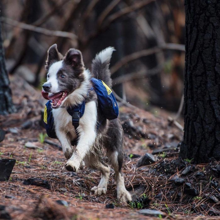 Le Chili trouve une façon géniale de restaurer les forêts brûlées, et tout ce dont ils ont besoin, c'est de 3 chiens Le Chili trouve une façon géniale de restaurer les forêts brûlées, et tout ce dont ils ont besoin, c'est de 3 chiens