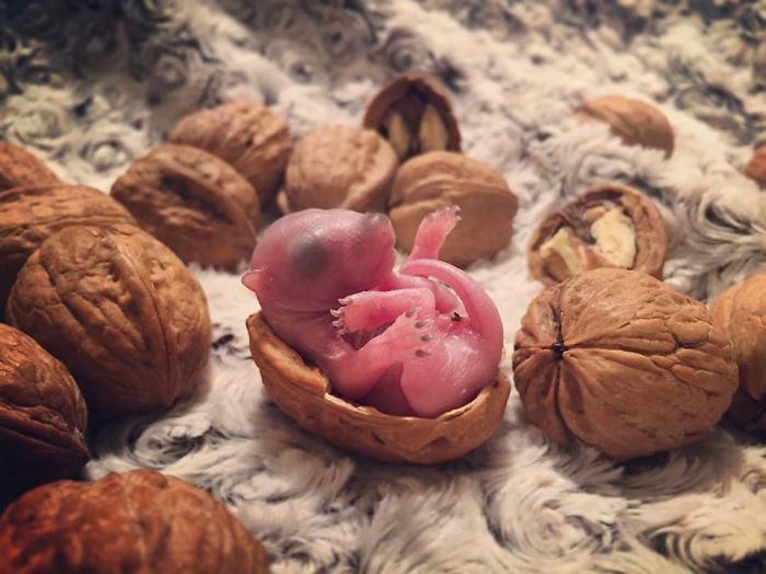 Un homme trouve un bébé écureuil, il devient l'animal de compagnie le plus adorable. Un homme trouve un bébé écureuil, il devient l'animal de compagnie le plus adorable.