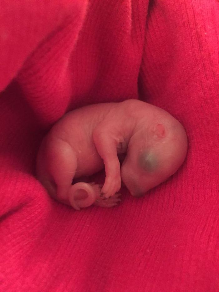 Un homme trouve un bébé écureuil, il devient l'animal de compagnie le plus adorable. Un homme trouve un bébé écureuil, il devient l'animal de compagnie le plus adorable.
