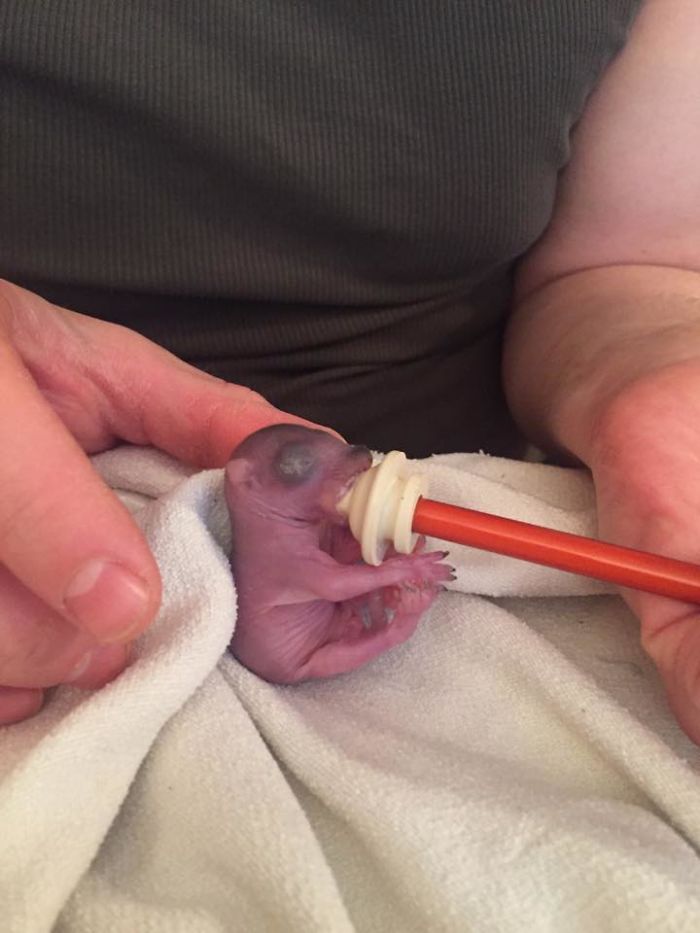 Un homme trouve un bébé écureuil, il devient l'animal de compagnie le plus adorable. Un homme trouve un bébé écureuil, il devient l'animal de compagnie le plus adorable.