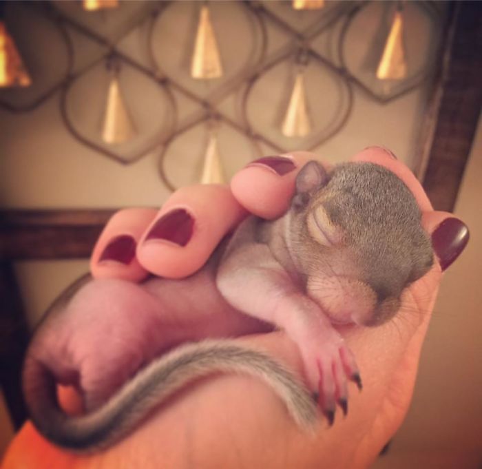 Un homme trouve un bébé écureuil, il devient l'animal de compagnie le plus adorable. Un homme trouve un bébé écureuil, il devient l'animal de compagnie le plus adorable.