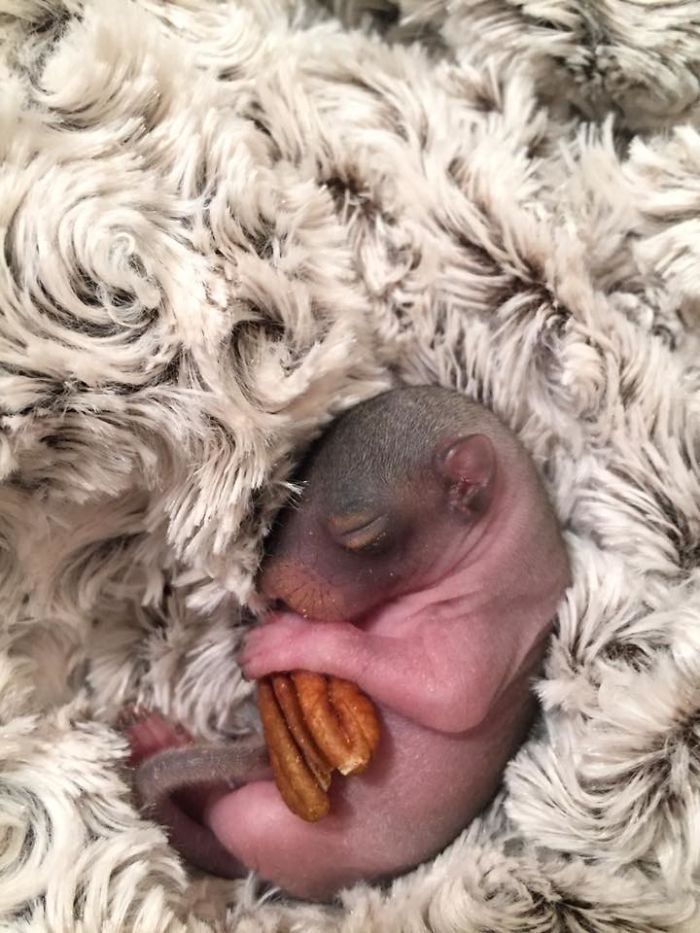 Un homme trouve un bébé écureuil, il devient l'animal de compagnie le plus adorable. Un homme trouve un bébé écureuil, il devient l'animal de compagnie le plus adorable.