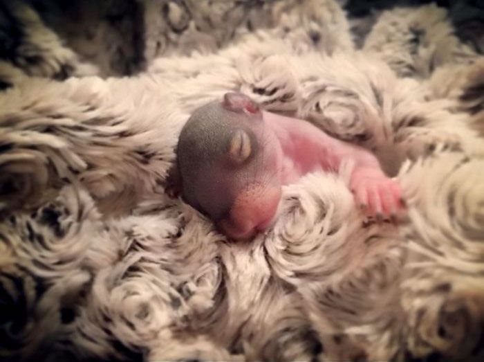Un homme trouve un bébé écureuil, il devient l'animal de compagnie le plus adorable. Un homme trouve un bébé écureuil, il devient l'animal de compagnie le plus adorable.