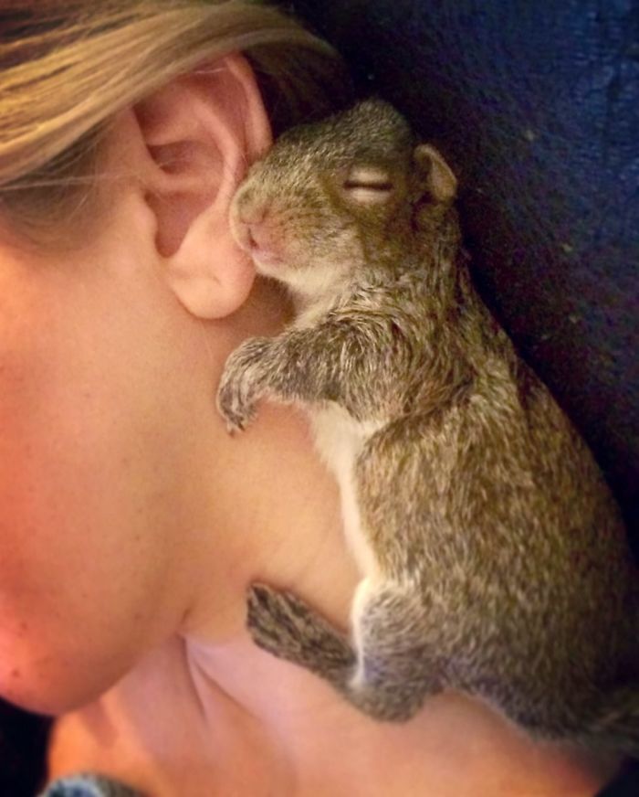 Un homme trouve un bébé écureuil, il devient l'animal de compagnie le plus adorable. Un homme trouve un bébé écureuil, il devient l'animal de compagnie le plus adorable.