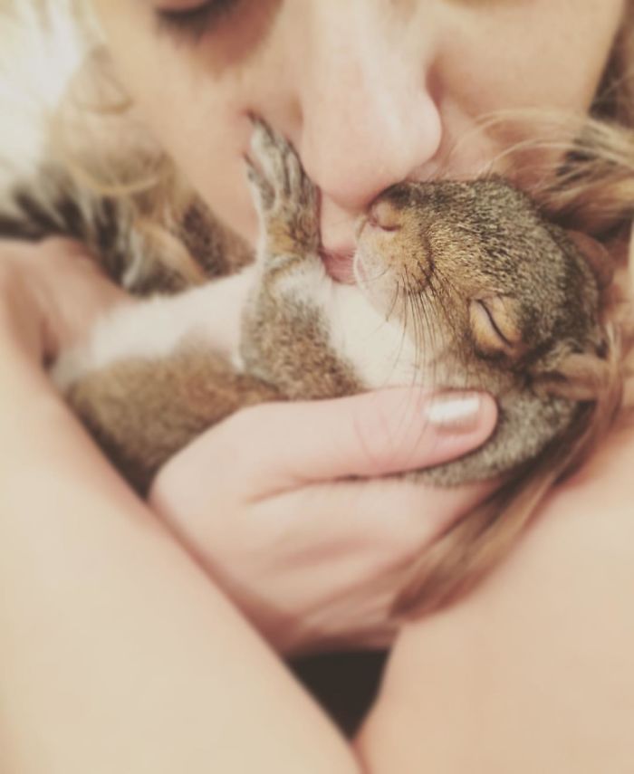 Un homme trouve un bébé écureuil, il devient l'animal de compagnie le plus adorable. Un homme trouve un bébé écureuil, il devient l'animal de compagnie le plus adorable.