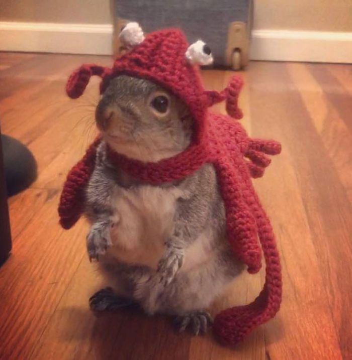 Un homme trouve un bébé écureuil, il devient l'animal de compagnie le plus adorable. Un homme trouve un bébé écureuil, il devient l'animal de compagnie le plus adorable.