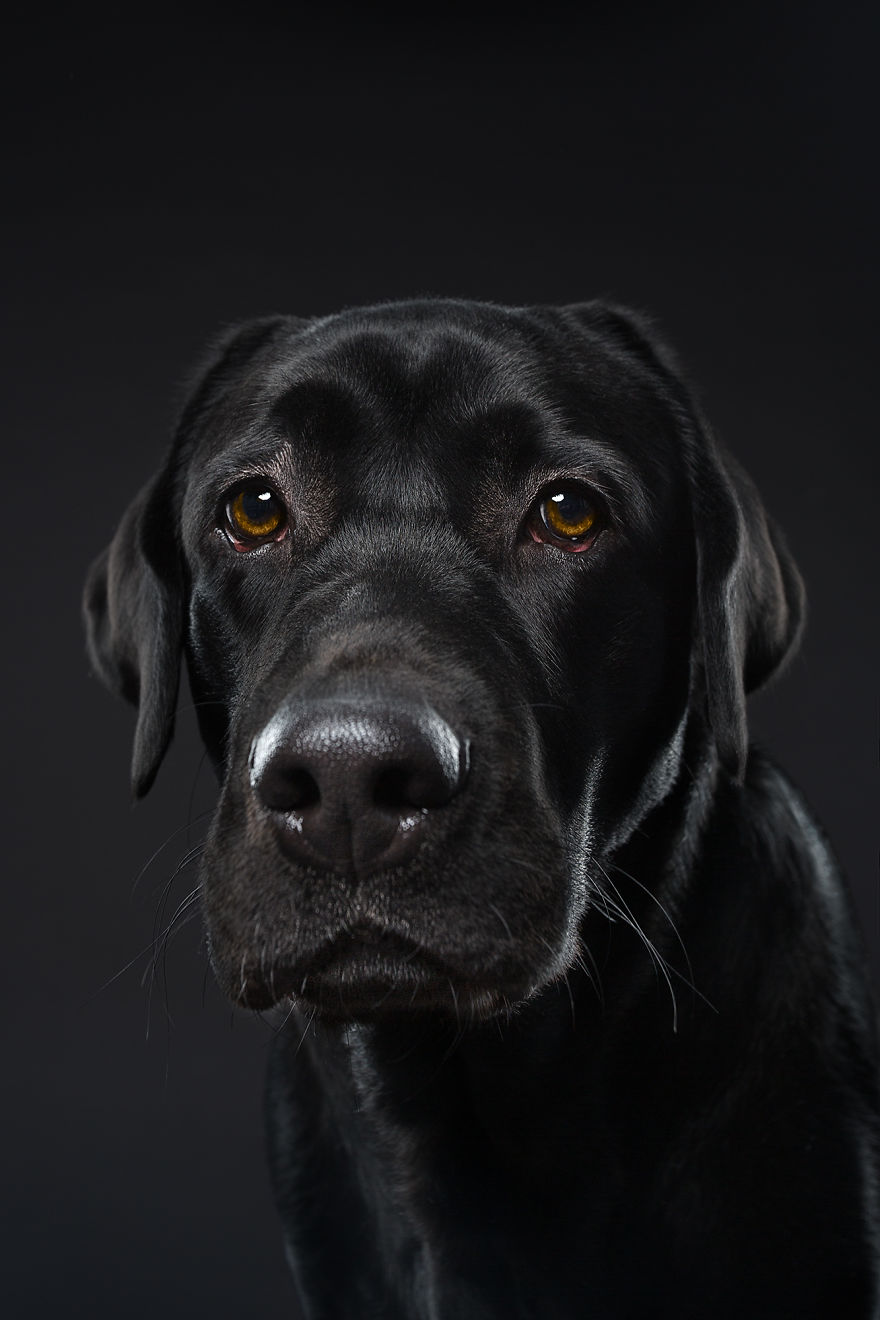 We Explore The Uniqueness Of Different Cat And Dog Breeds And Their Beautiful Personalities (11 Pics) We Explore The Uniqueness Of Different Cat And Dog Breeds And Their Beautiful Personalities (11 Pics)
