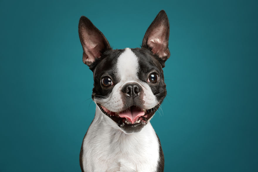 We Explore The Uniqueness Of Different Cat And Dog Breeds And Their Beautiful Personalities (11 Pics) We Explore The Uniqueness Of Different Cat And Dog Breeds And Their Beautiful Personalities (11 Pics)