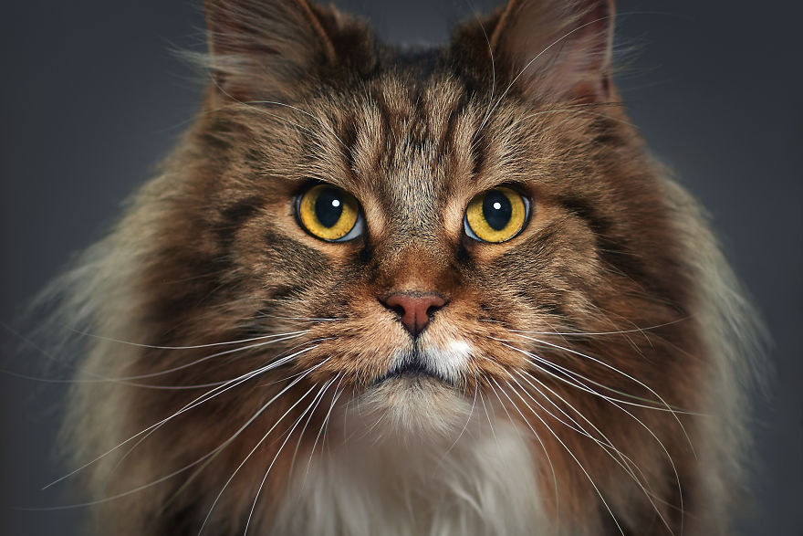 We Explore The Uniqueness Of Different Cat And Dog Breeds And Their Beautiful Personalities (11 Pics) We Explore The Uniqueness Of Different Cat And Dog Breeds And Their Beautiful Personalities (11 Pics)