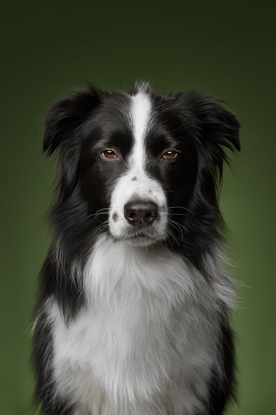We Explore The Uniqueness Of Different Cat And Dog Breeds And Their Beautiful Personalities (11 Pics) We Explore The Uniqueness Of Different Cat And Dog Breeds And Their Beautiful Personalities (11 Pics)