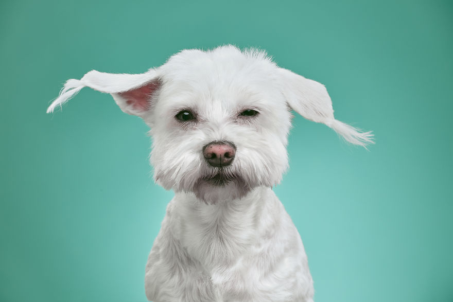 We Explore The Uniqueness Of Different Cat And Dog Breeds And Their Beautiful Personalities (11 Pics) We Explore The Uniqueness Of Different Cat And Dog Breeds And Their Beautiful Personalities (11 Pics)