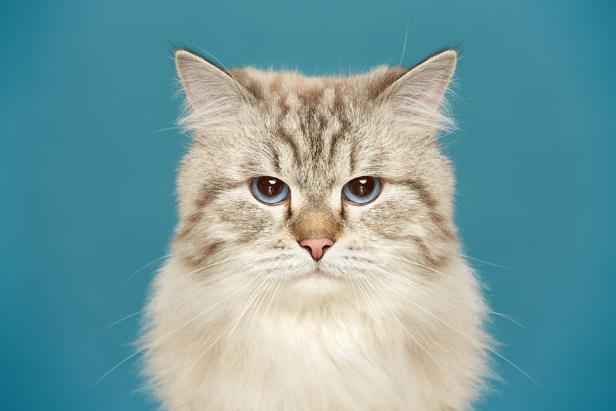We Explore The Uniqueness Of Different Cat And Dog Breeds And Their Beautiful Personalities (11 Pics) We Explore The Uniqueness Of Different Cat And Dog Breeds And Their Beautiful Personalities (11 Pics)
