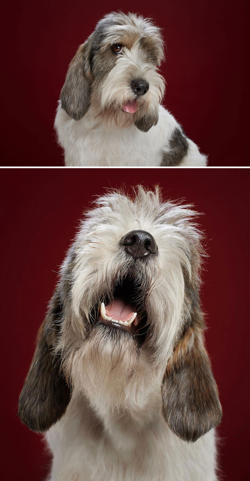We Explore The Uniqueness Of Different Cat And Dog Breeds And Their Beautiful Personalities (11 Pics) We Explore The Uniqueness Of Different Cat And Dog Breeds And Their Beautiful Personalities (11 Pics)