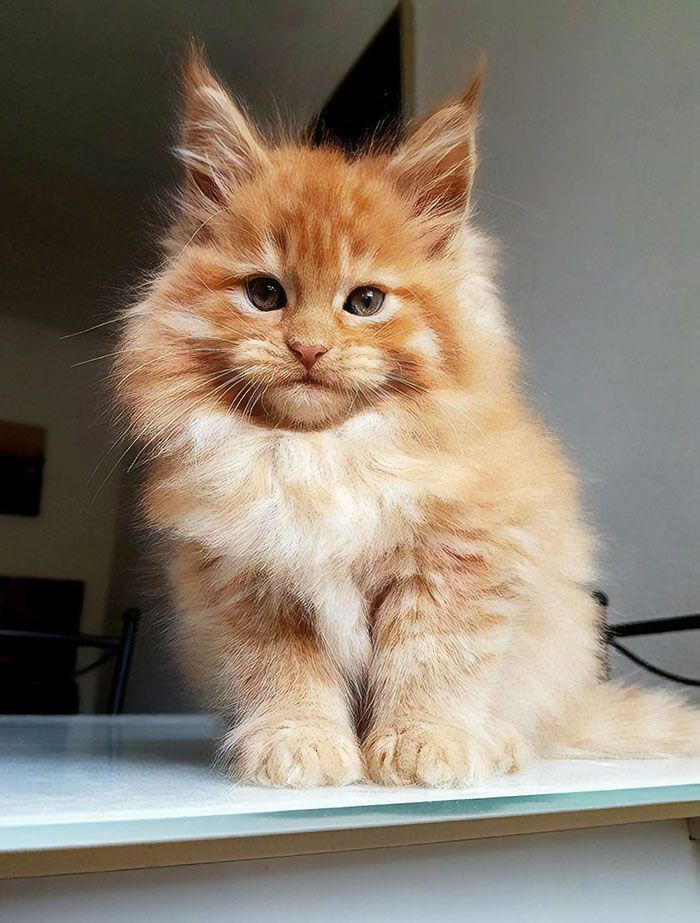 90 Des Chatons Maine Coon Les Plus Mignons De Tous Les Temps