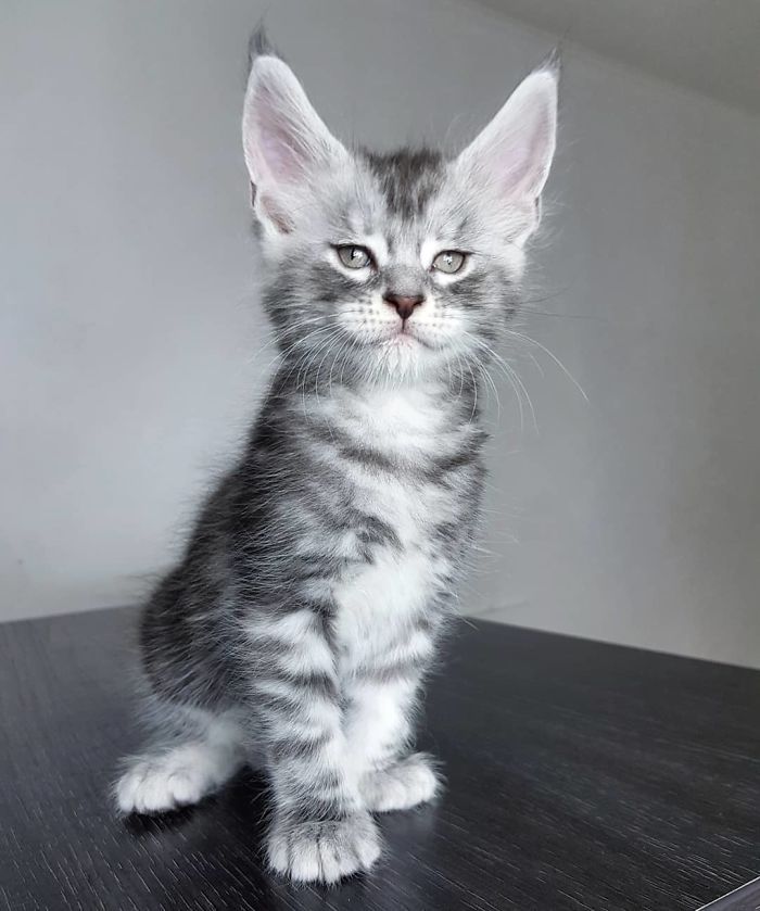 90 Des Chatons Maine Coon Les Plus Mignons De Tous Les Temps Page 2 Sur 4