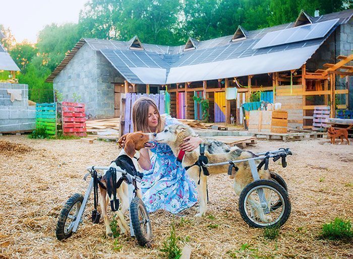 Famous Russian Photographer Ends Her Career To Live In A Forest With 100 Sick Dogs Famous Russian Photographer Ends Her Career To Live In A Forest With 100 Sick Dogs